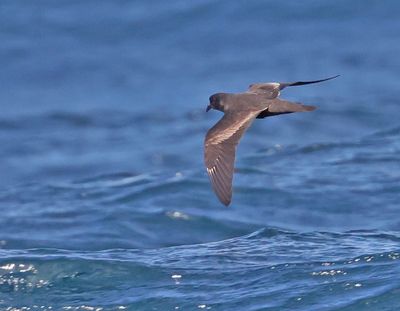 Ashy Storm-Petrel