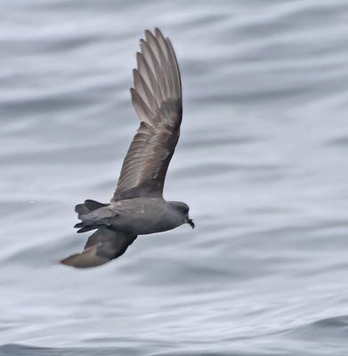 Ashy Storm-Petrel