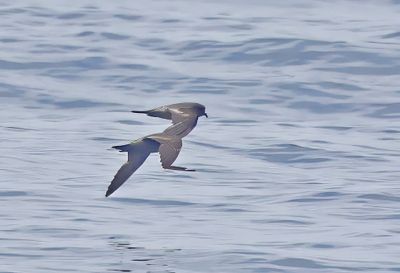 Ashy Storm-Petrel