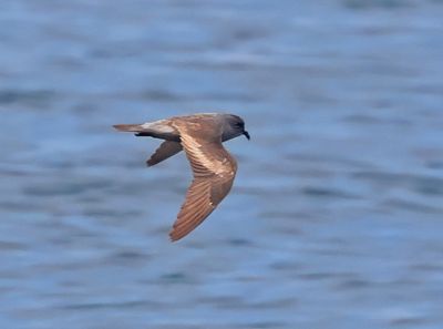 Ashy Storm-Petrel