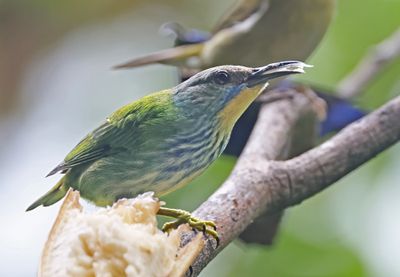 Shining Honeycreeper