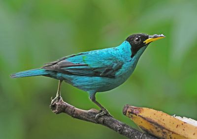 Green Honeycreeper