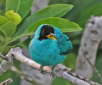 Green Honeycreeper