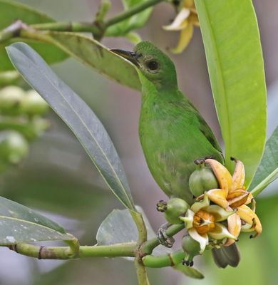 Green Honeycreeper