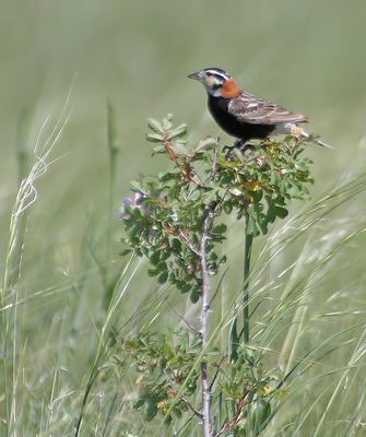 Chestnut-collared Longspur