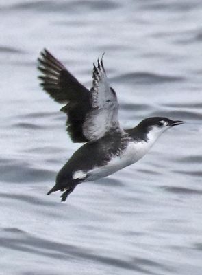 Guadalupe Murrelet