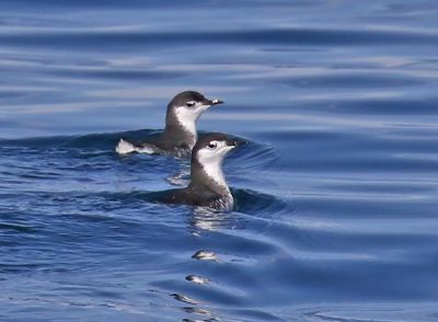 Guadalupe Murrelet