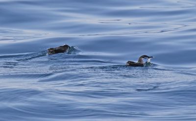 Guadalupe Murrelet