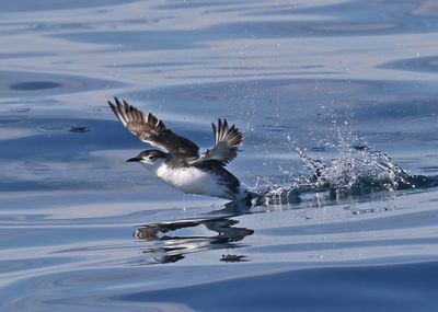 Guadalupe Murrelet