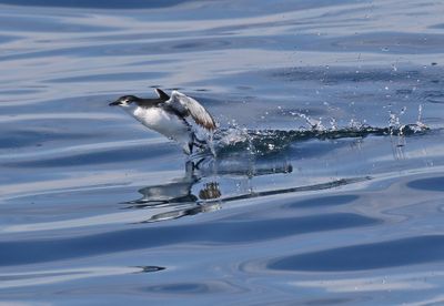 Guadalupe Murrelet