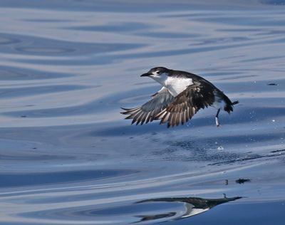 Guadalupe Murrelet