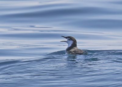 Guadalupe Murrelet
