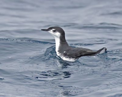 Guadalupe Murrelet