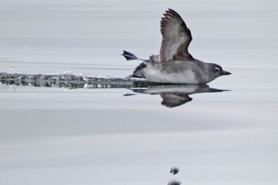 Cassin's Auklet