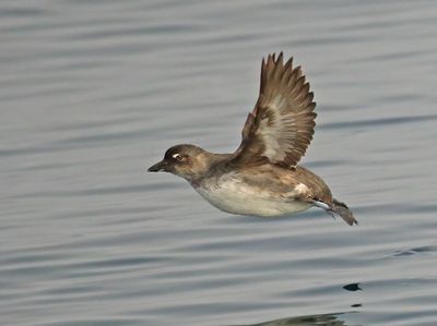Cassin's Auklet