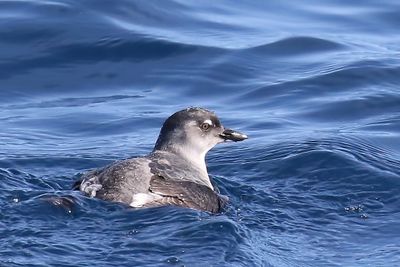 Cassin's Auklet