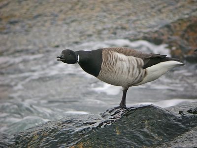 Brant (Atlantic)