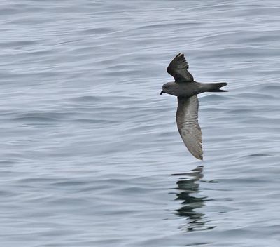 Ashy Storm-Petrel