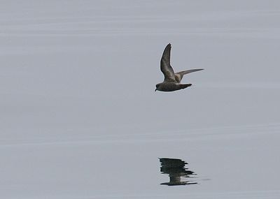 Ashy Storm-Petrel