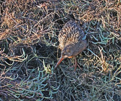 Ridgway's Rail (San Francisco Bay)