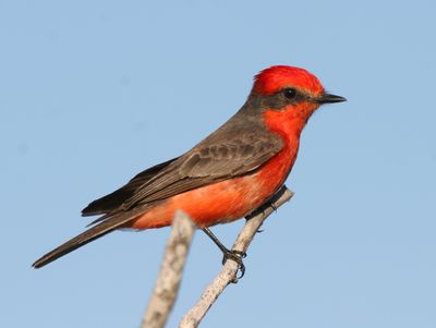 Vermilion Flycatcher