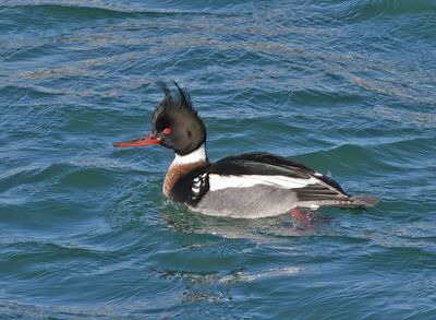 Red-breasted Merganser