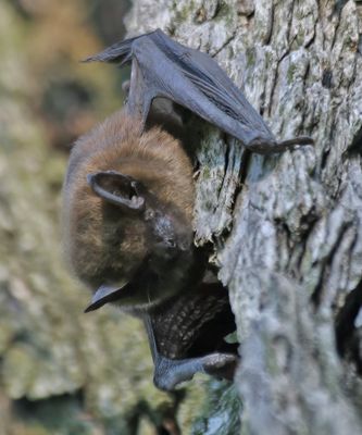 Big Brown Bat?