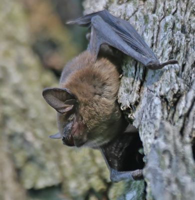 Unidentified Bat