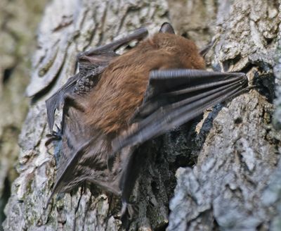 Big Brown Bat?