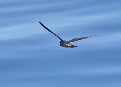 Ashy Storm-Petrel