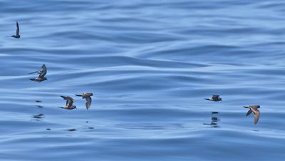 Ashy Storm-Petrel