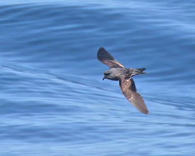 Ashy Storm-Petrel