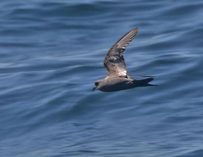 Ashy Storm-Petrel