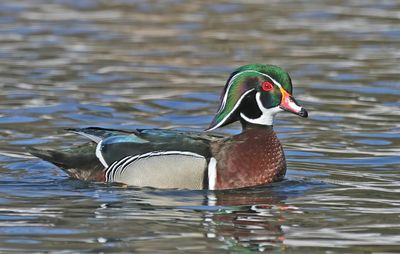 Wood Duck