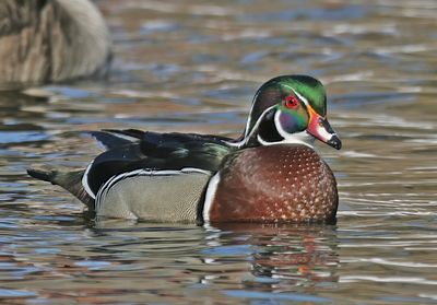 Wood Duck