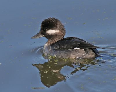 Bufflehead