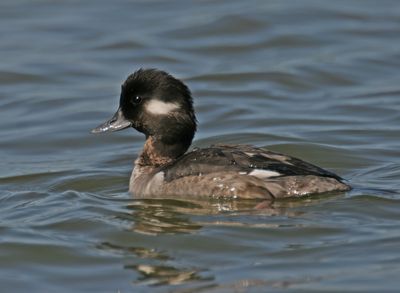 Bufflehead