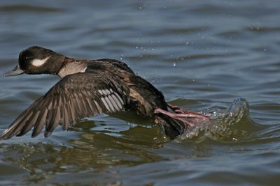 Bufflehead