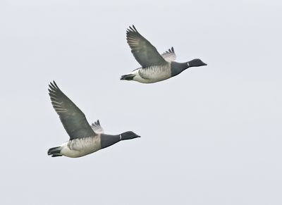 Brant (Atlantic)