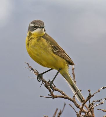 Eastern Yellow Wagtail