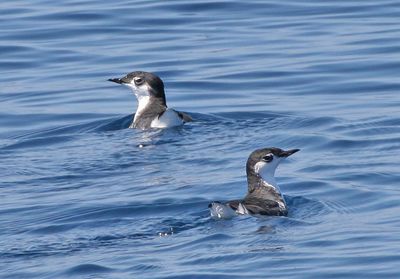 Guadalupe Murrelet