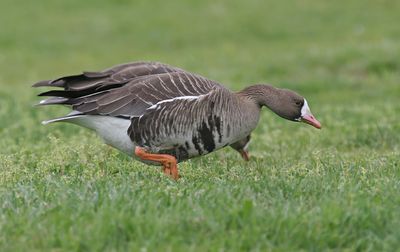 Greater White-fronted Goose