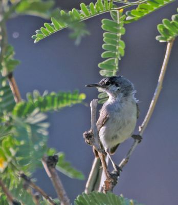 Black-capped Gnatcatcher