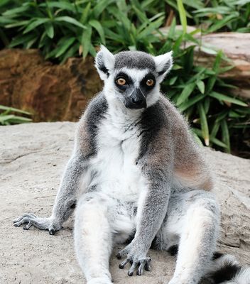 dallaszoo_23