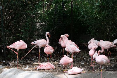 dallaszoo_23