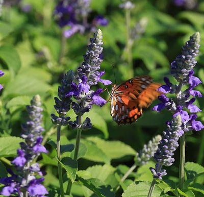 dallas_arboretum_club_walk