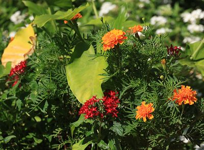 dallas_arboretum_club_walk