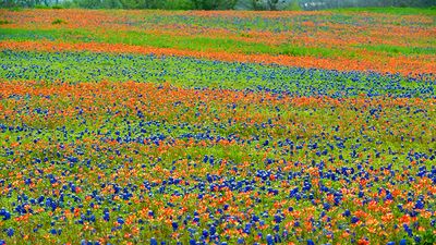 ennisbluebonnets24