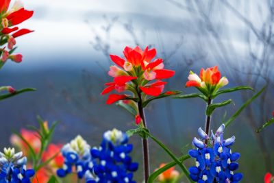 ennisbluebonnets24