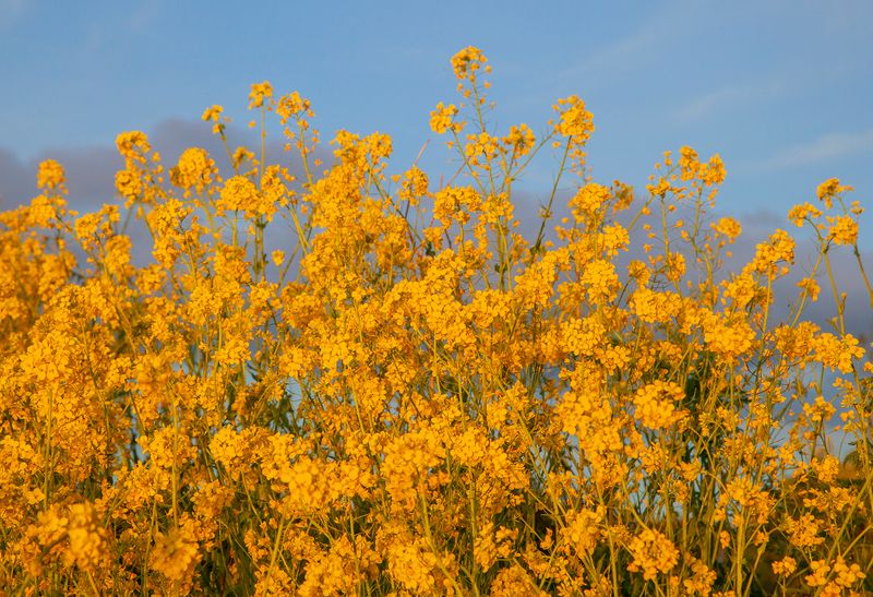 SundayEveningWalk50.jpg